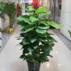 基地直銷綠蘿盆栽室內吸除甲醛綠植凈化空氣水培植物花卉吊蘭綠籮