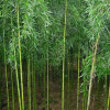 批發(fā)供應(yīng)直徑1-5cm早園竹 耐寒性強(qiáng) 對(duì)土要求不嚴(yán) 喜光耐陰 竹子