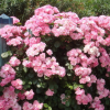 批發(fā)薔薇花苗 多花薔薇花循環(huán)開(kāi)花藤本薔薇 垂直綠化爬墻梅