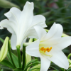 陶花仙苗木花卉 供應(yīng)特價新鮮香水百合花