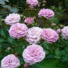 陶花仙苗木花卉 供應(yīng)南陽月季 國月