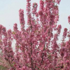 陶花仙苗木花卉 供應(yīng)北美海棠