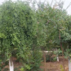 龍爪槐樹批發 綠化工程 盤槐規格全 園林庭院觀賞造型綠化樹