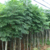 基地工程綠化楓楊樹苗 規格全 行道綠化楓楊苗 麻柳 蜈蚣柳