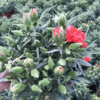 基地直銷康乃馨花苗母親節(jié)的禮物康乃馨盆栽帶花苞發(fā)貨批發(fā)量