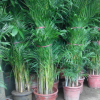 鳳尾竹盆栽 室內(nèi)外客廳大型綠植盆栽散尾竹觀葉植物基地直銷