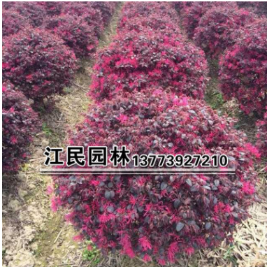 批發供應花卉苗木 紅花繼木球 品種齊全 苗圃發貨