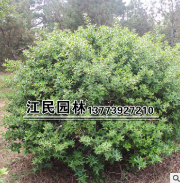 基地直銷優質無刺枸骨球 無刺枸骨無刺枸骨球綠化苗木