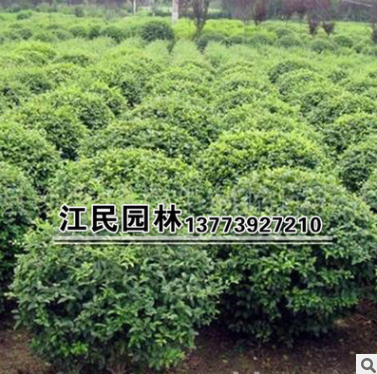 苗圃120公分的海桐球 價格便宜 球形精致 綠化工程苗