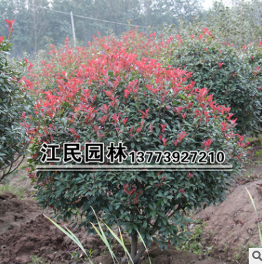 紅葉石楠小苗 紅葉石楠球 北方耐凍 羅賓斯