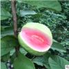 包郵供應果苗紅心番石榴苗 芭樂苗 紅心芭樂苗 廣西果苗