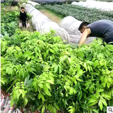 批發(fā)優(yōu)質荔枝苗 接果樹苗 肉厚核小產量高 南北種植