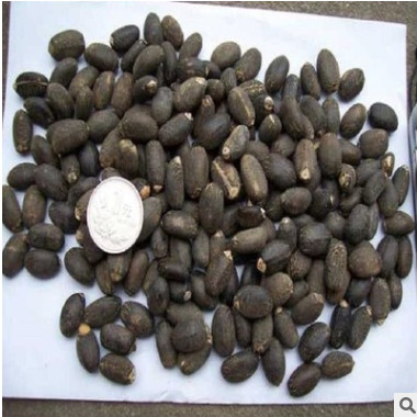 麻風(fēng)樹(shù)種子價(jià)格 發(fā)芽率高 保質(zhì)保量 林木種子 品種齊全 麻瘋樹(shù)