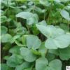 批發牧草蔬菜種子 蕎麥種子 苦蕎麥種子 品種齊全 價格從優