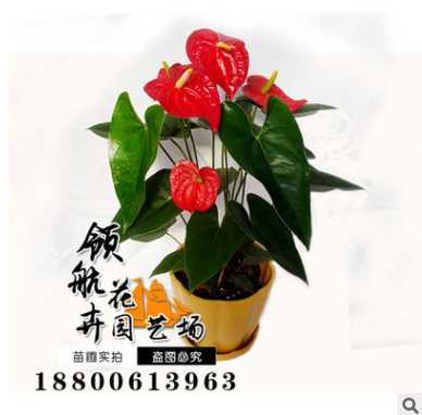 花卉盆栽/水培植物一帆風(fēng)順,紅掌 凈化空氣綠植