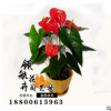 花卉盆栽/水培植物一帆風順,紅掌 凈化空氣綠植