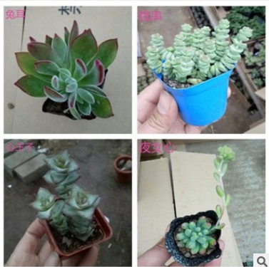 多肉植物 花卉綠植 辦公室小盆栽 多肉 綠色盆栽 陽臺(tái)植物