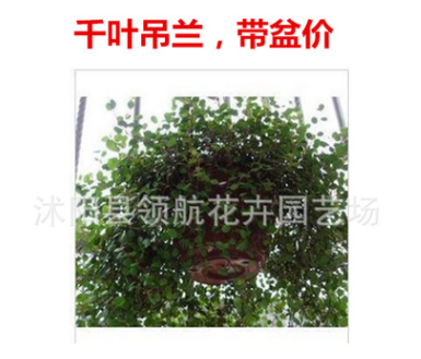 批發(fā)千葉吊蘭 室內(nèi)盆景 凈化空氣 垂吊植物 吸收甲醛