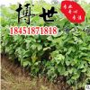 低價批發鵝掌楸 馬褂木苗 馬褂木小苗 規格齊全 量大從優