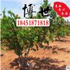 批發石榴樹 石榴苗 拒絕中間商 果樹品種 規格齊全 量大從優