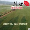 綠化草坪草皮 馬尼拉 百慕大草皮四季青草坪種子耐踐踏 現(xiàn)鏟現(xiàn)裝