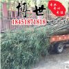 供應(yīng)基地青竹 楠竹毛竹 紫竹 四季竹規(guī)格齊全 四季常青 量大優(yōu)惠