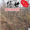 基地直銷皂角樹 皂角苗 規格齊全 綠化工程苗木 量大從優