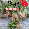 低價批發(fā)矮麥冬草 麥冬草 日本矮麥冬 玉龍草 耐踐踏 量大從優(yōu)