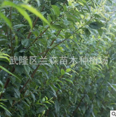 種植場商家直銷晚熟青脆李李子苗存活率高效益好批量銷售批發