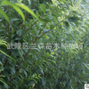 種植場商家直銷晚熟青脆李李子苗存活率高效益好批量銷售批發