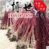 低價批發優質紅端木 灌木綠化苗木 叢生紅端木苗 行道觀賞 規格全