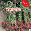 供應綠化工程 紅王子錦帶苗 錦帶苗 錦帶花 規格齊全 量大從優