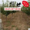 低價批發櫻花樹 松月重瓣 櫻花樹苗 規格齊全 成活率高