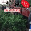 低價批發(fā)衛(wèi)矛球 衛(wèi)矛苗 庭院綠籬植物 規(guī)格齊全 優(yōu)質(zhì)衛(wèi)矛床苗