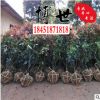 低價批發 高桿紅葉石楠 高桿石楠 紅葉石楠球規格齊全 耐寒耐凍