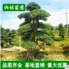 供應園林綠化苗木 欏木石楠樹 造型欏木石楠 規格齊全 基地直銷