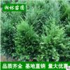 低價苗圃 紅豆杉 曼地亞紅豆杉 小苗批發 規格齊全 量大優惠