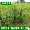 綠化木槿 1-5公分木槿 木槿小苗 木槿樹苗 量大優惠