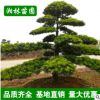 【基地直銷】苗圃經營漢松 造型羅漢松 工程綠化苗 園林綠化苗