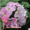 批發優質草本花卉種子 報春花種子 觀賞植物 園藝花卉 易種植