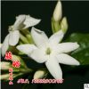 批發優質草本花卉種子 紫茉莉種子 觀花植物 園藝花卉 易種植