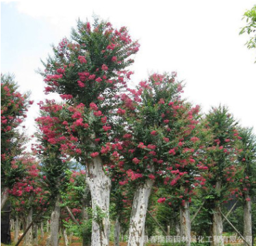 紫薇苗美國紅火箭紫薇 庭院觀花植物紅花紫薇苗 叢生紫薇
