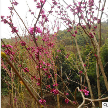 批發綠化庭院植物滿條紅花苗紫荊小苗紫荊樹苗紫荊花苗