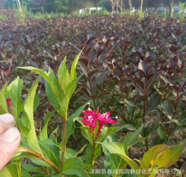批發紅王子錦帶 觀賞 庭院種植 色塊苗 工程綠化 園林綠化苗木