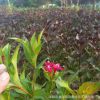 批發紅王子錦帶 觀賞 庭院種植 色塊苗 工程綠化 園林綠化苗木