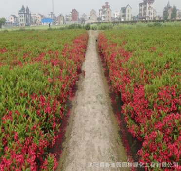 優質綠化苗木 批發紅王子錦帶 觀賞 庭院種植 色塊苗 園林綠化