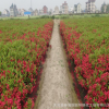 優質綠化苗木 批發紅王子錦帶 觀賞 庭院種植 色塊苗 園林綠化
