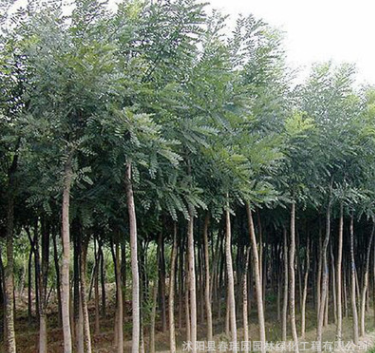 速生國槐苗 批發國槐綠化苗木 國槐樹苗 國槐小苗 規格齊全