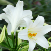 陶花仙苗木花卉 供應(yīng)特價新鮮香水百合花