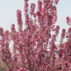 陶花仙苗木花卉 供應(yīng)北美海棠